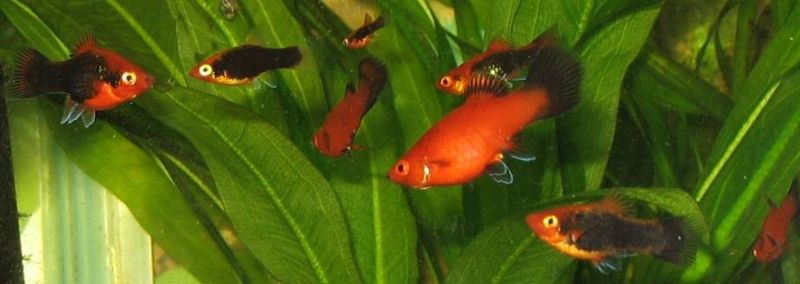 File:Xiphophorus maculatus1.jpg