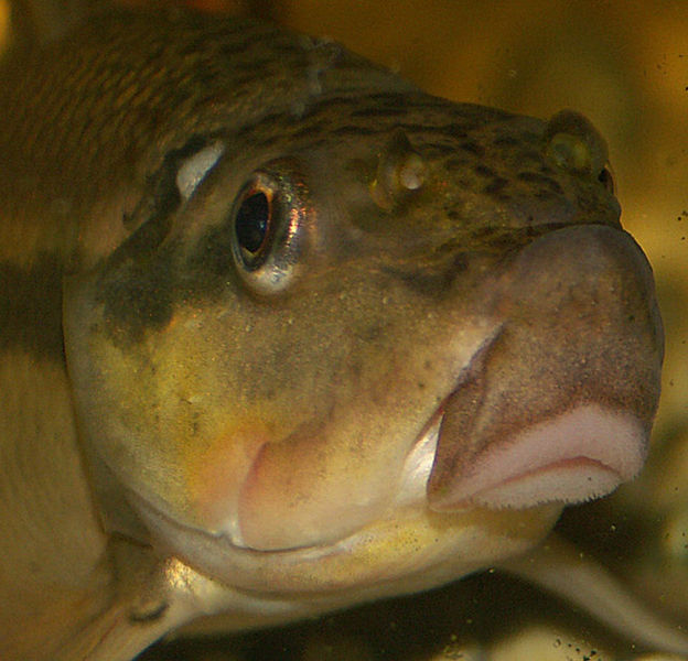 File:Gyrinocheilus aymonieri4.jpg