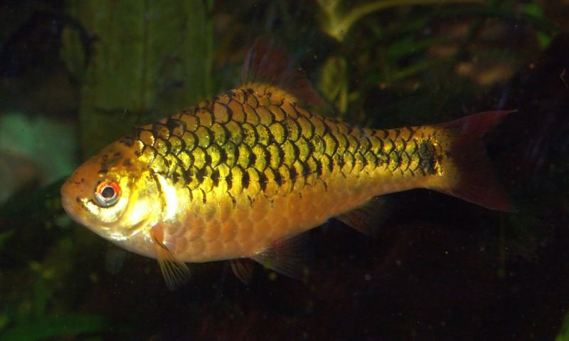 File:Puntius sachsii3.jpg