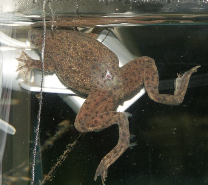 File:Redleg1.jpg