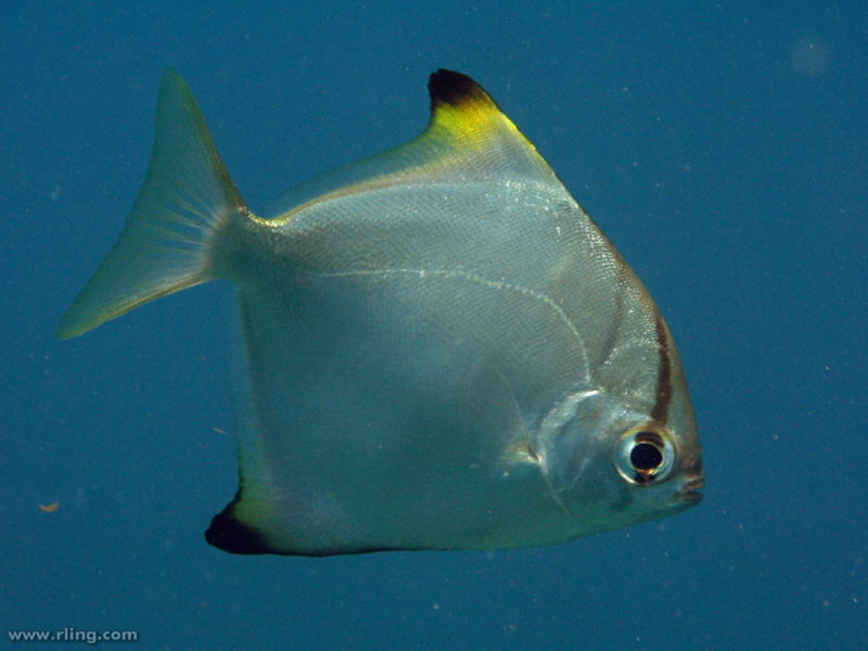 File:Monodactylus argenteus-5805.jpg