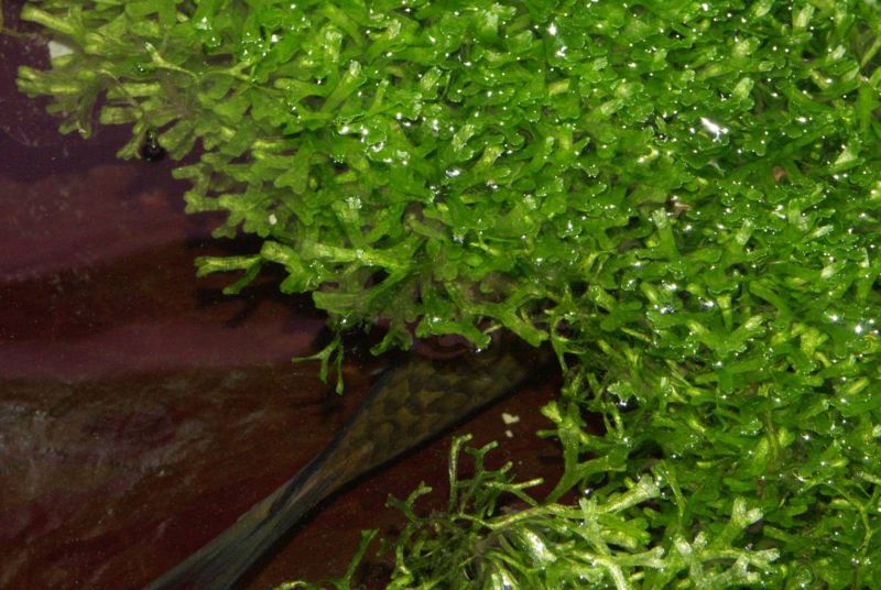 File:Riccia fluitans4.jpg