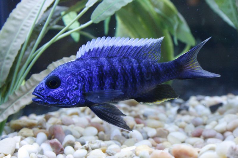 File:African Electric Blue Cichlid-3447.jpg