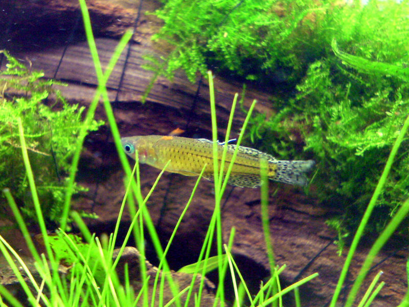 File:Pseudomugil gertrudae-2857.jpg