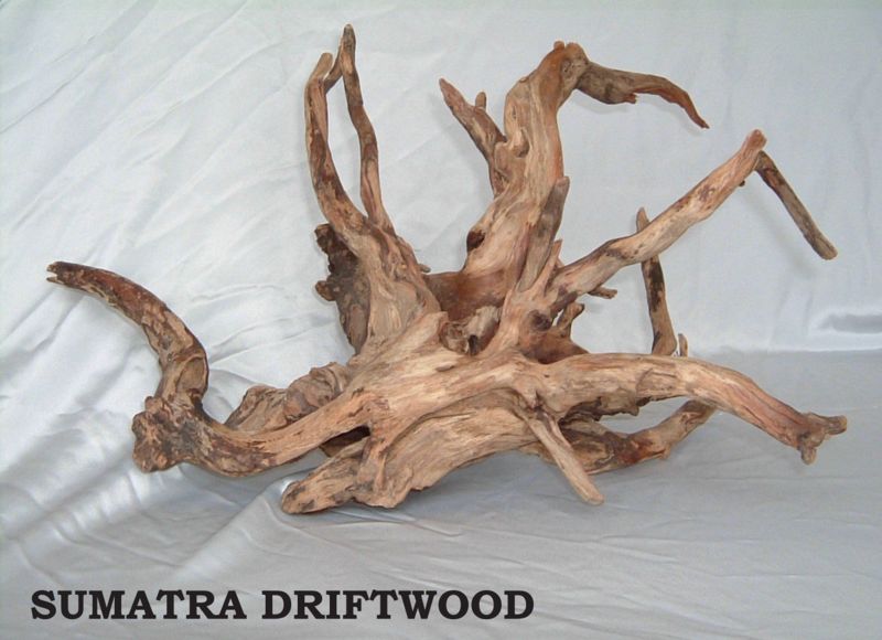 File:Sumatra driftwood example1.jpg