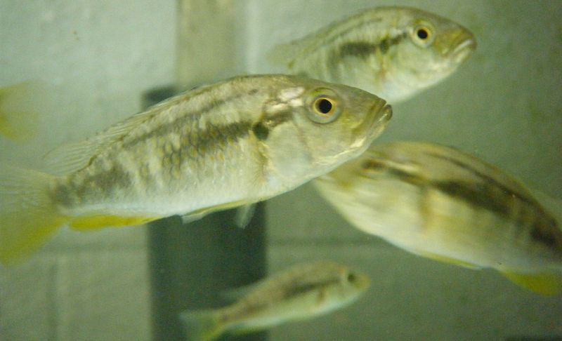 File:Astatotilapia calliptera.jpg