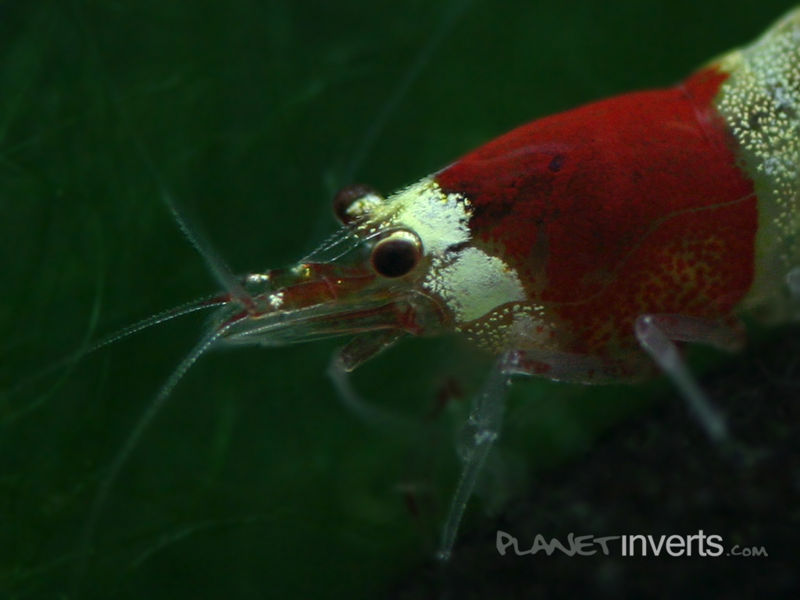 File:Crystalredshrimphead.jpg