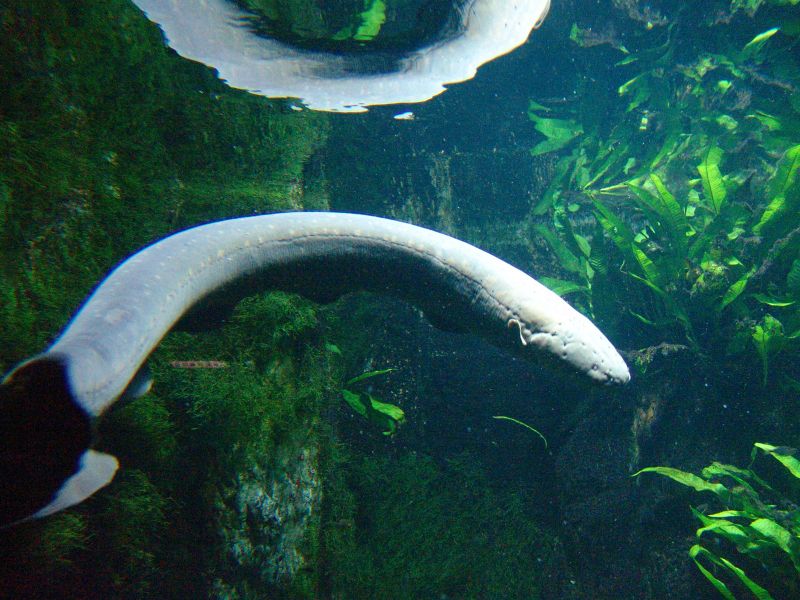 File:Electrophoruselectricus-6086.jpg