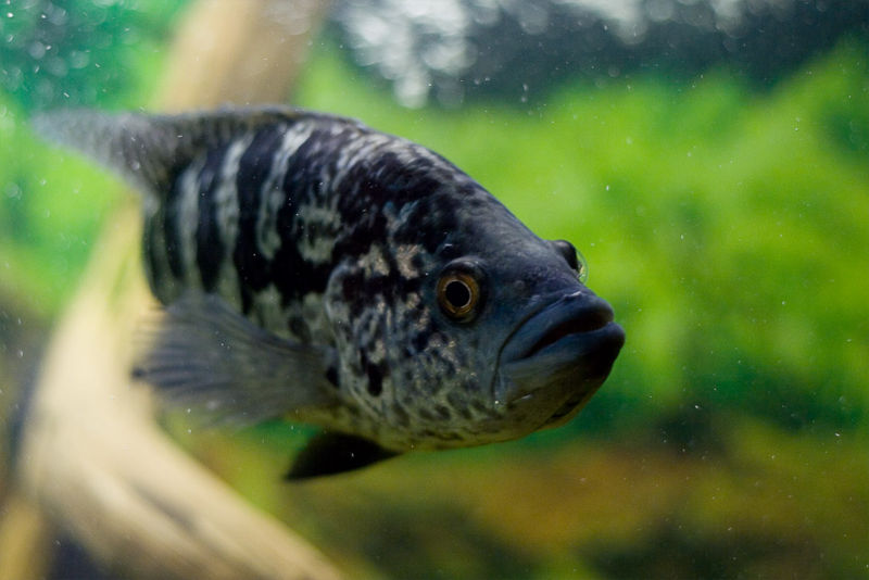 File:Parachromis managuensis-4788.jpg