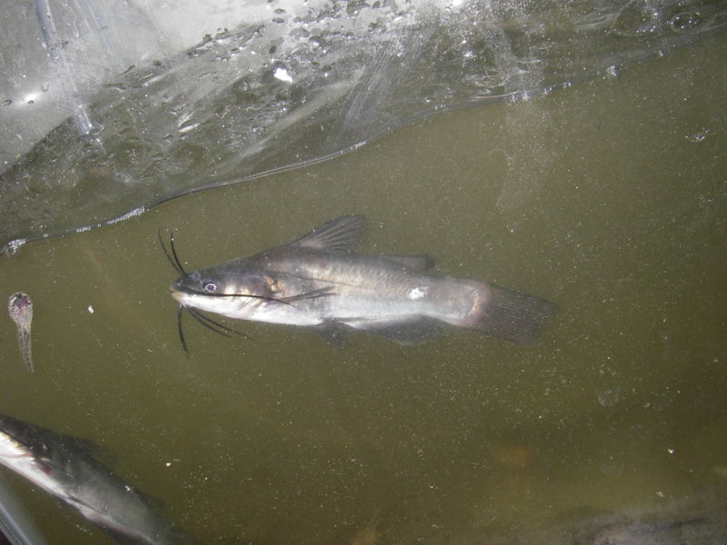 File:Ictalurus melas-8464.jpg