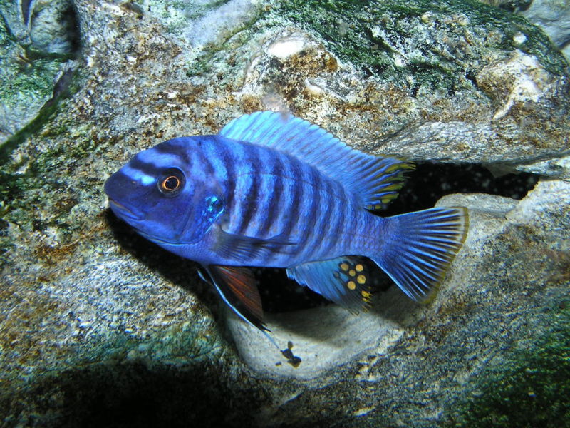 File:Labeotropheus fuelleborni-2749.jpg