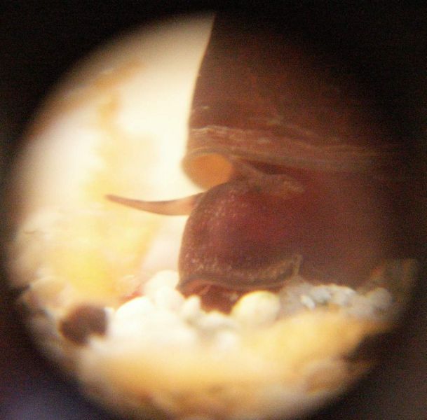 File:Brown ramshorn3.jpg