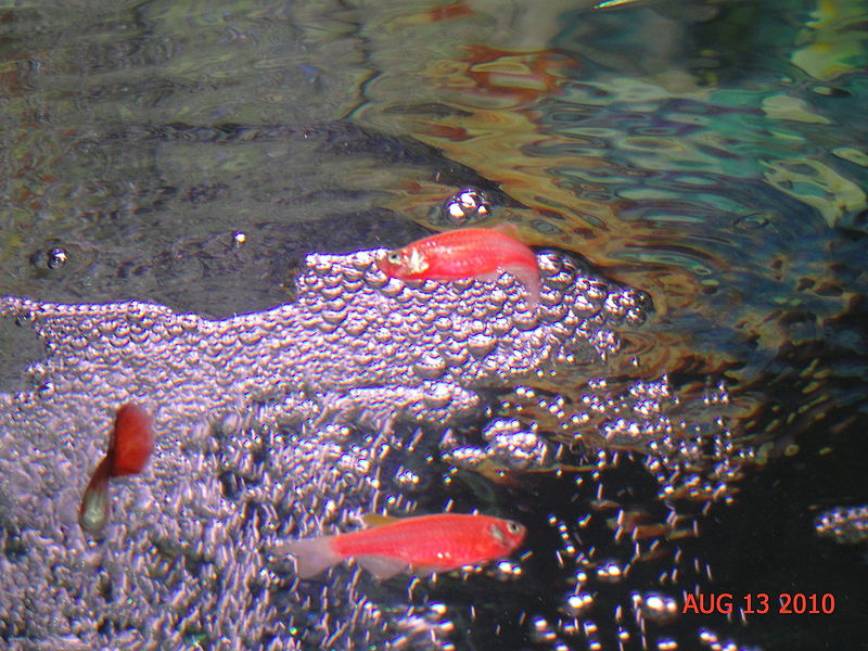 File:Glofish flickr1.jpg