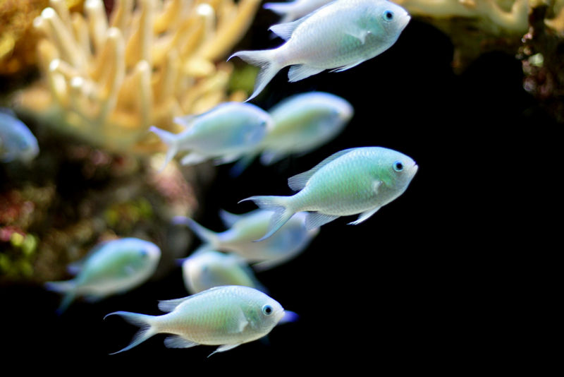 File:Greenchromis-6861.jpg