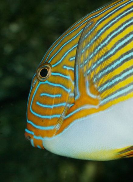 File:Linedsurgeonfish.jpg