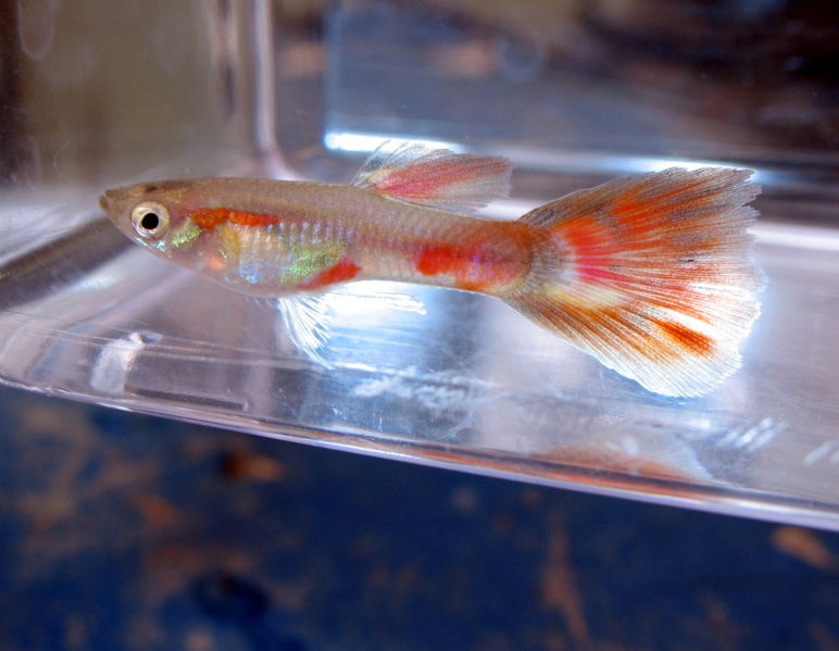 File:Guppyendler-8371.jpg