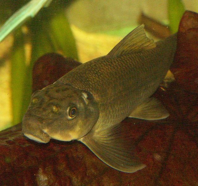 File:Gyrinocheilus aymonieri3.jpg