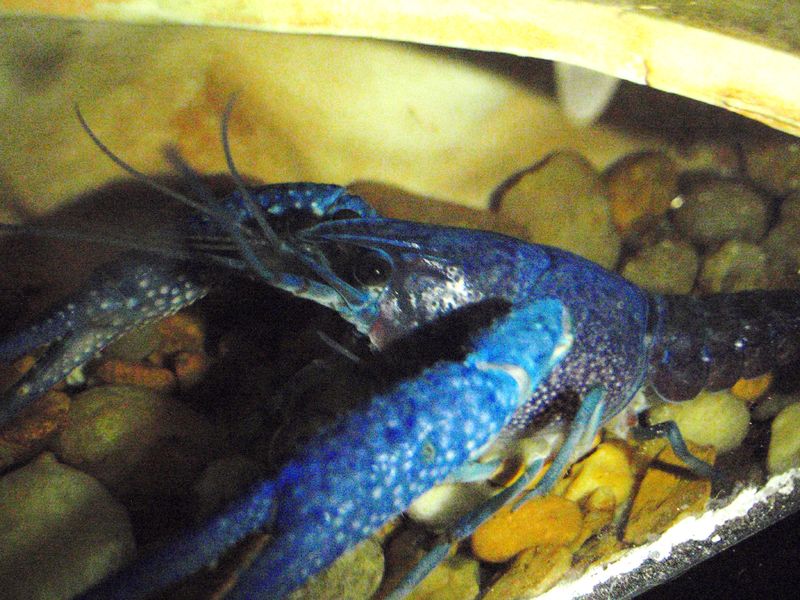File:Male Blue Crayfish.jpg