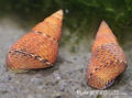 Orange-beauty-snail.jpg