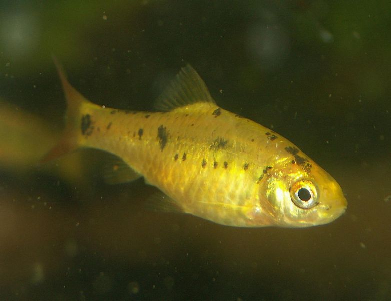 File:Puntius sachsii1.jpg