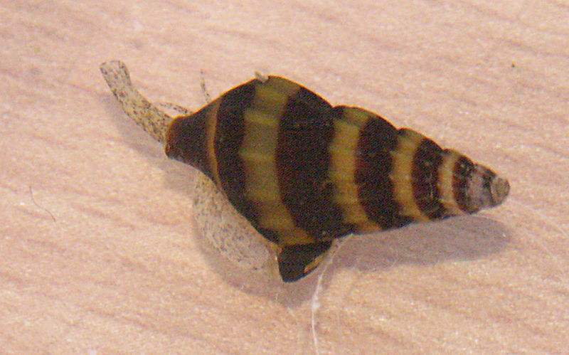 File:Anentome helena5.jpg