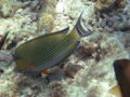 Lined Surgeonfish-8138.jpg