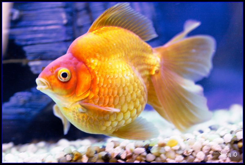 File:Ryukingoldfish-9818.jpg