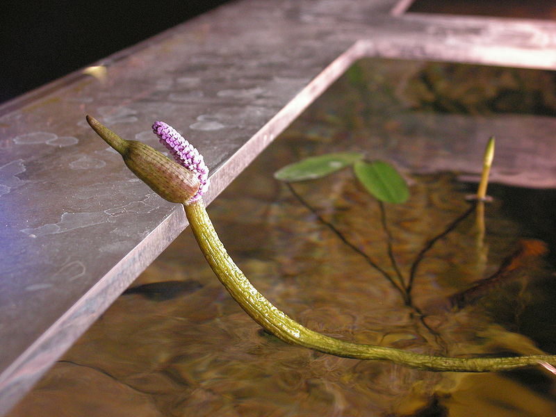 File:Aponogeton madagascariensis2.jpg