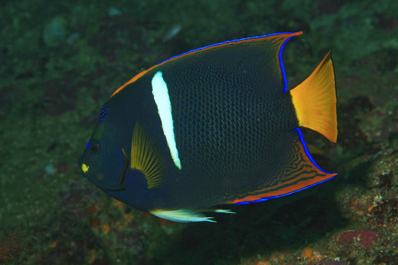 File:Holacanthus passer-7681.jpg