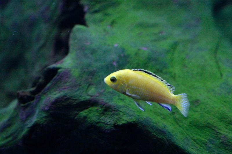 File:Labidochromis caeruleus Juvenile-273.jpg