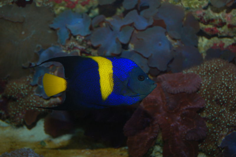File:Pomacanthus asfur-627.jpg