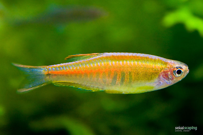 File:Danio choprae-6439.jpg