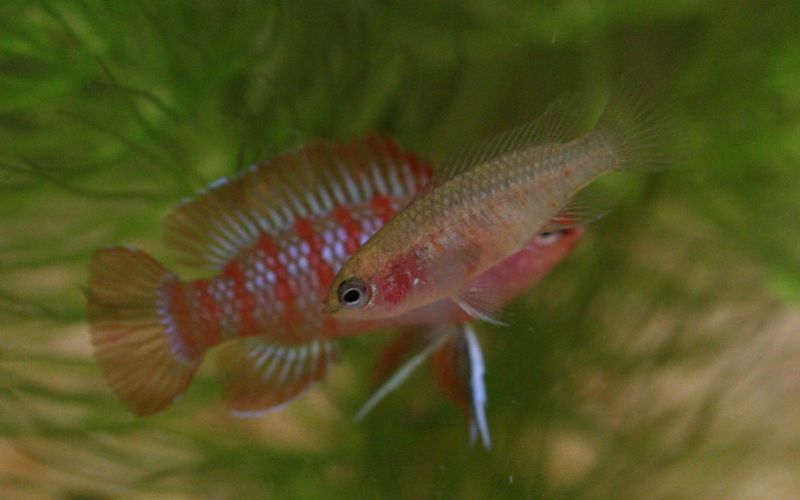 File:Dario-dario.jpg