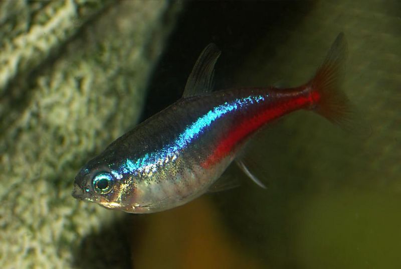 File:Paracheirodon innesi1.jpg
