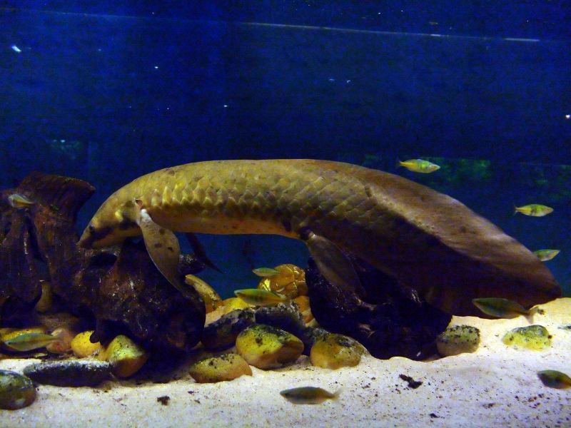 File:Queenslandlungfish-397.jpg