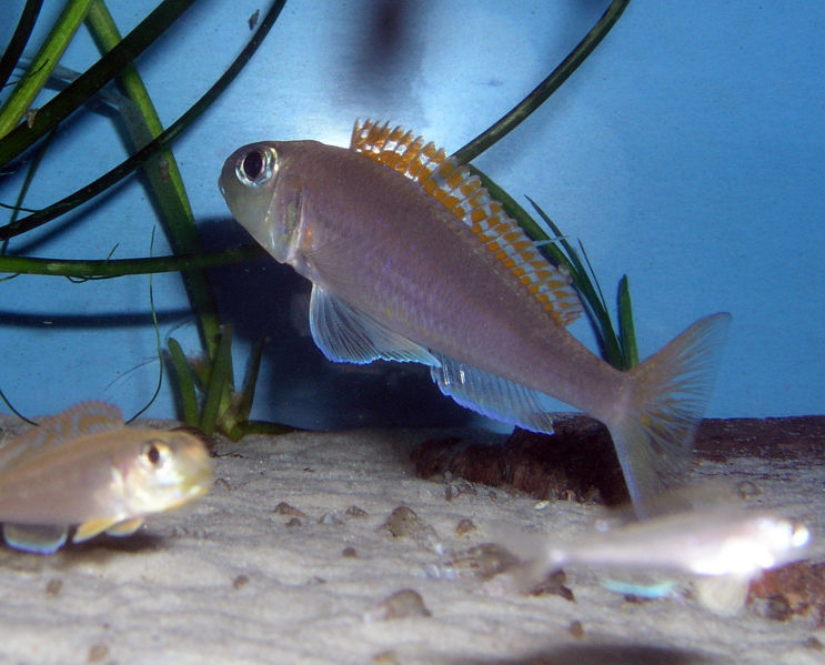 File:Xenotilapia Flavipinnis Bulombora-2767.jpg