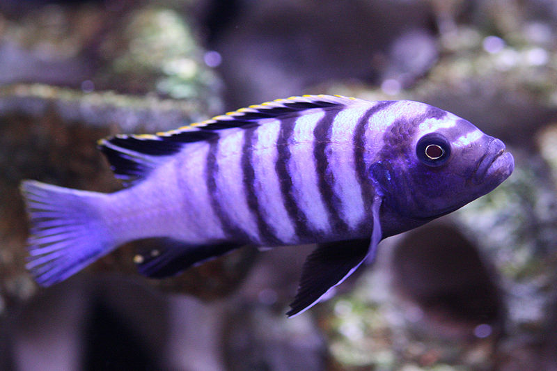 File:Cynotilapia afra (Minos Reef)-1969.jpg