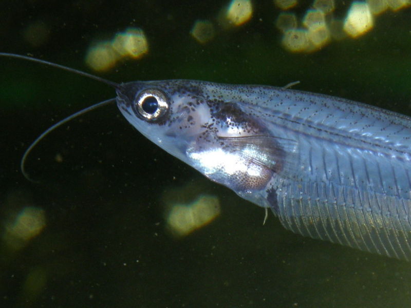 File:Kryptopterus bicirrhis-9494.jpg