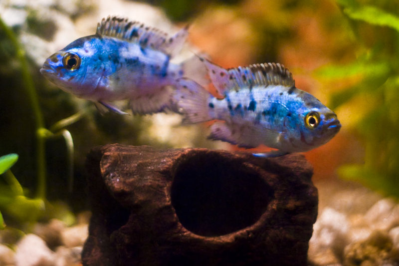 File:Cichlasoma octofasciatum-5610.jpg