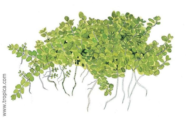 File:Hemianthus callitrichoides cuba.jpg