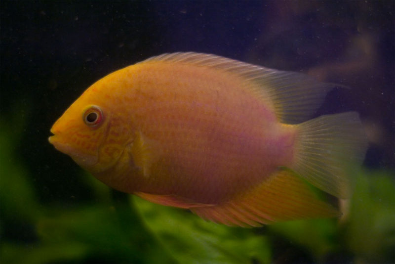 File:Cichlasoma severum-9341.jpg