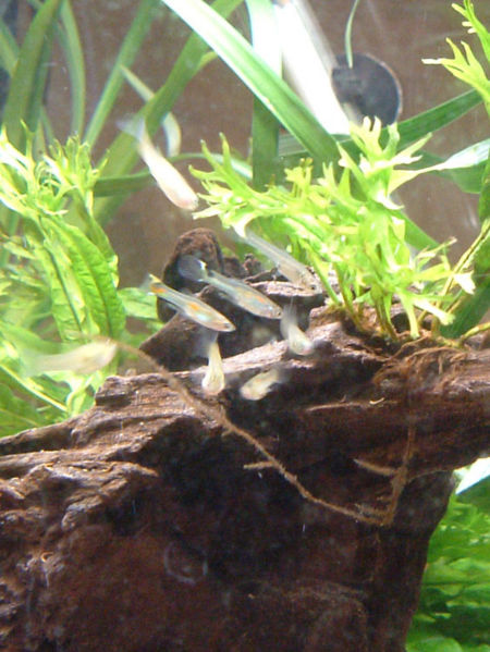 File:Endlers4.jpg