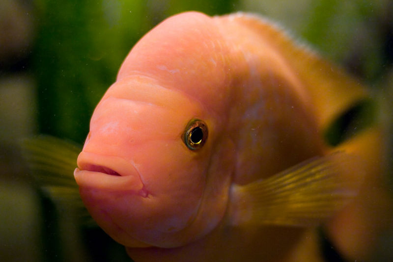 File:Amphilophus citrinellus-3134.jpg