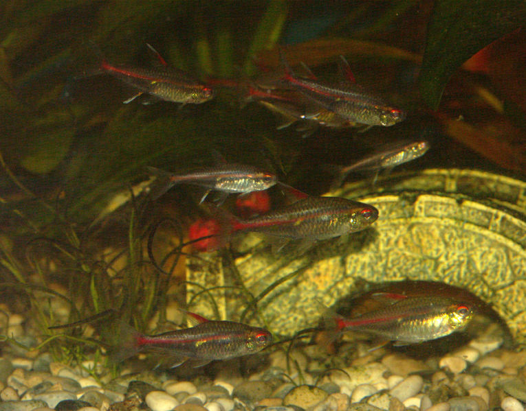 File:Hemigrammus erythrozonus4.jpg