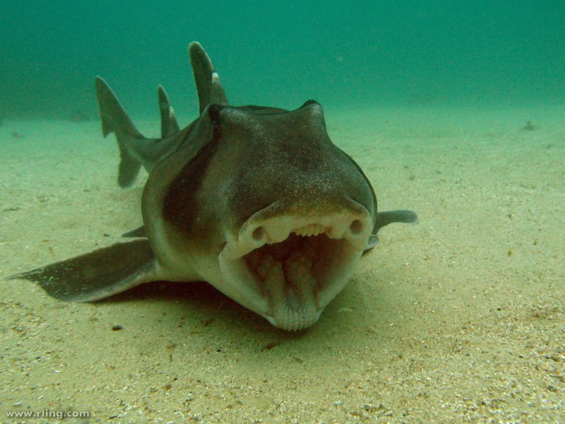 File:Port Jackson Shark-1226.jpg