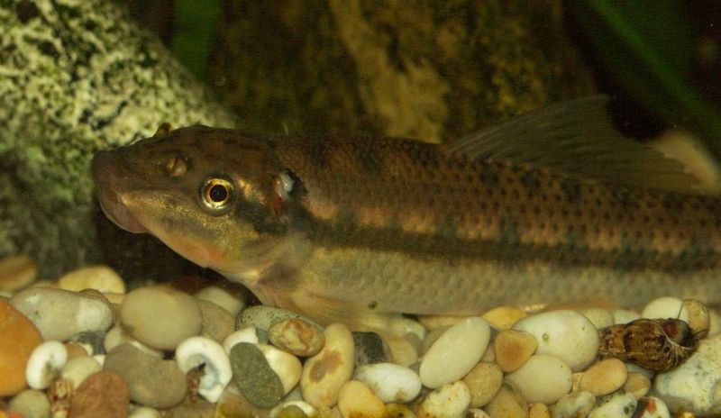 File:Gyrinocheilus aymonieri1.jpg