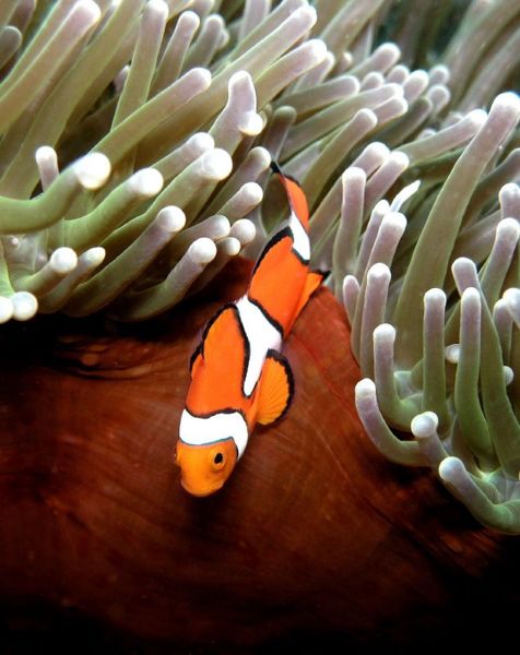File:Percula Clownfish-34.jpg