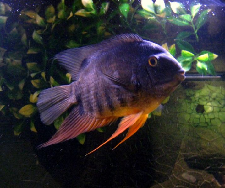 File:Heros efasciatus-3009.jpg
