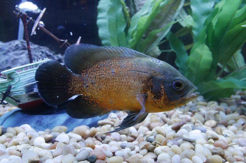File:Astronotus ocellatus-2358.jpg