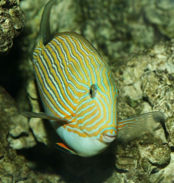 File:Linedsurgeonfish2.jpg